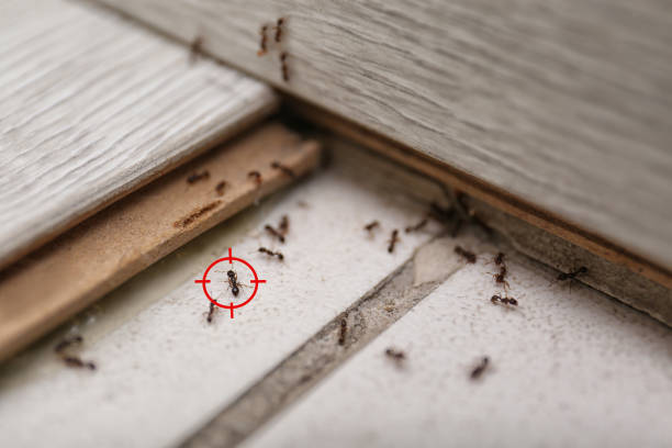 Best Termite Control Services  in Richboro, PA